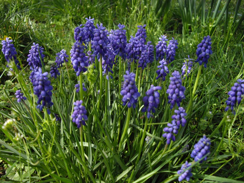 Muscari armeniacum photo
